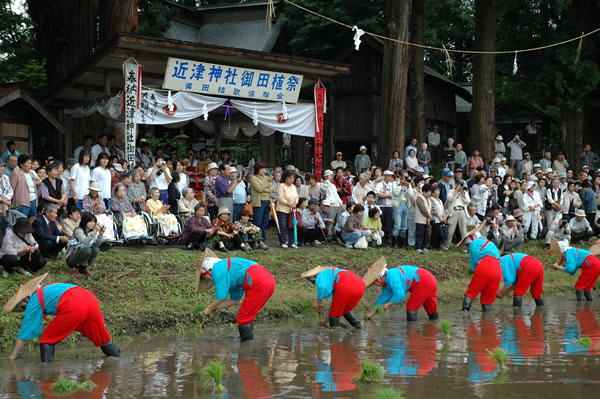 画像:中田植