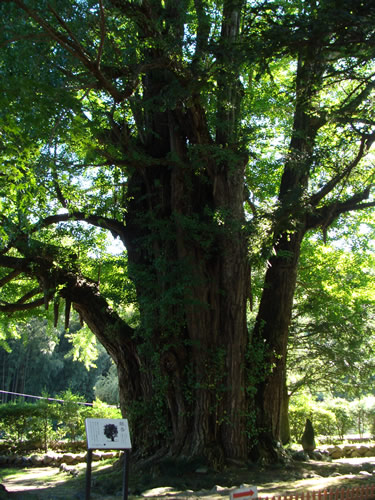 画像:法龍寺のイチョウ