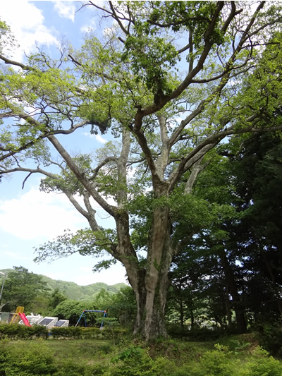 画像:矢田小学校跡のエノキ